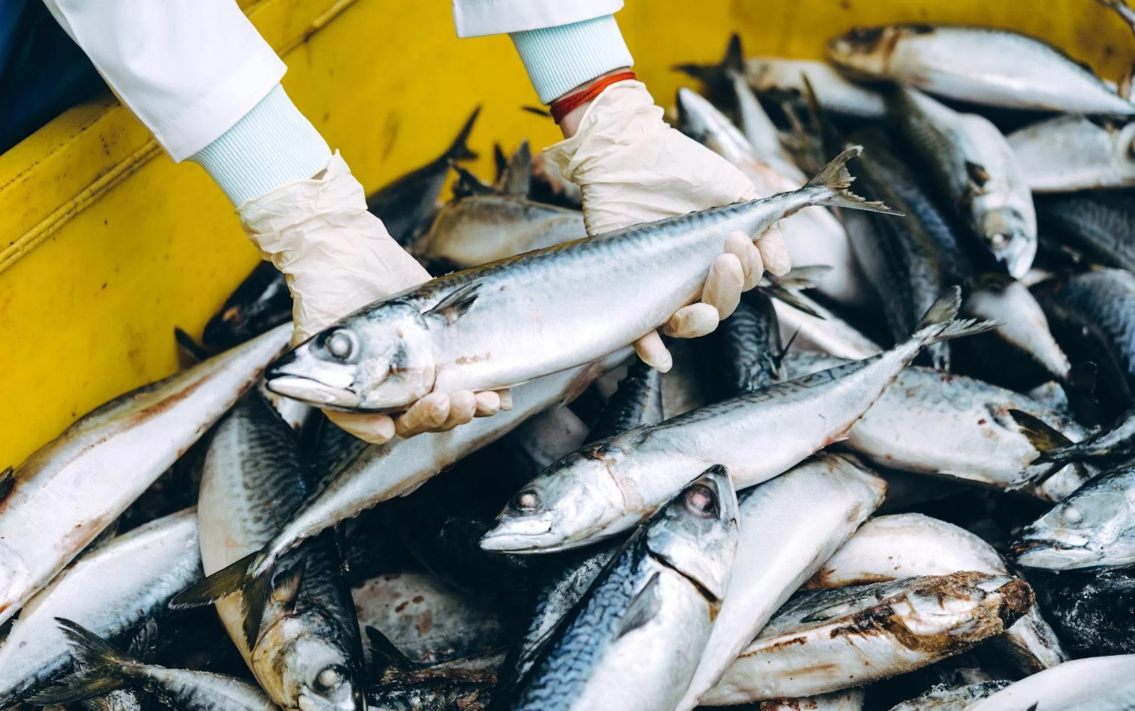 DOGsUazQ-1688535634_485_335191_fisheriesandfishpro
