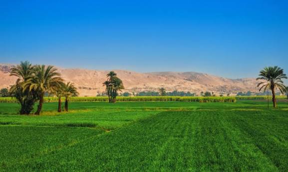 الزراعة7 الزراعة7