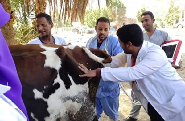 قوافل بيطرية