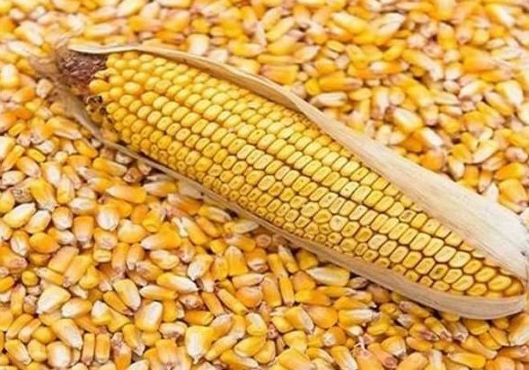 أسعار الذرة الصفراء 