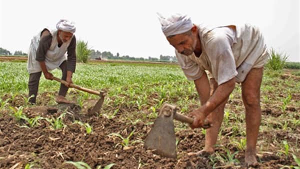 الزراعة التعاقدية