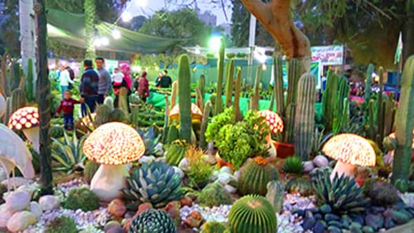 نباتات الصبار