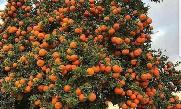 اشجار الفاكهة 