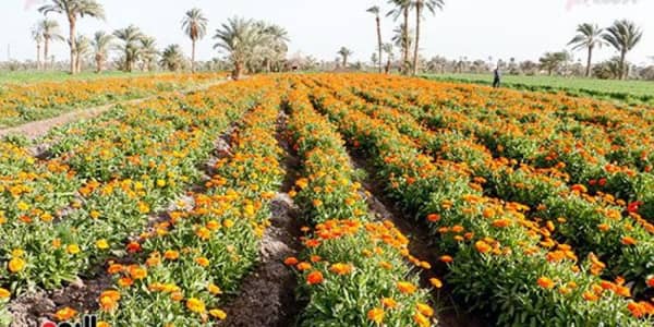 النباتات العطرية