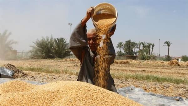 توريد القمح
