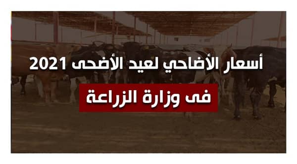 أسعار اضاحى عيد الأضحى