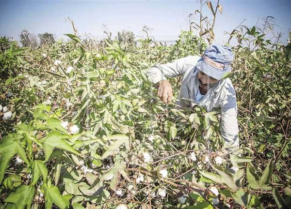 القطن المصري