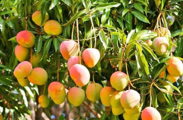 زراعة المانجو