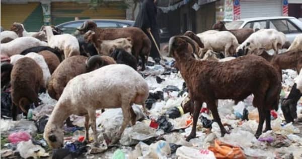لحوم الجلالة
