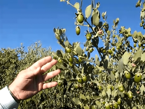 نباتات الجوجوبا