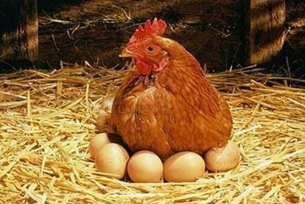 أسعار البيض اليوم