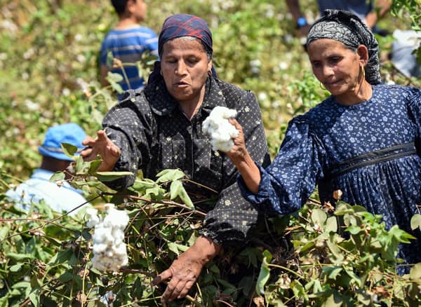 Egyptian farmers collect the cotton harvest at a farm in the Egyptian Nile Delta province of Monofia north of Cairo, on October 2, 2015. AFP PHOTO / MOHAMED EL-SHAHED (Photo by MOHAMED EL-SHAHED / AFP)