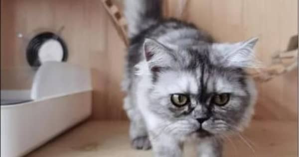 قطة
