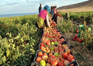 الصادرات الزراعية