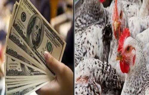 تأثير ارتفاع سعر الدولار على الدواجن