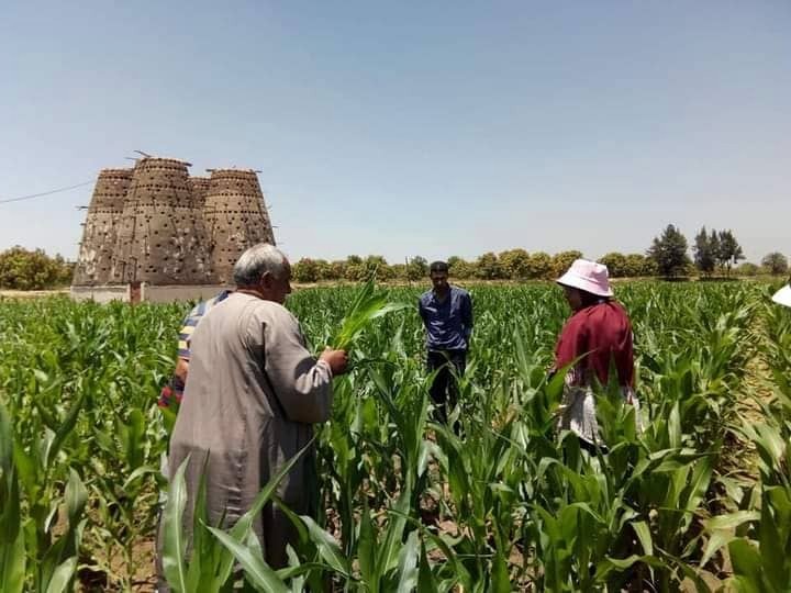 الظواهر المرضية على المحاصيل
