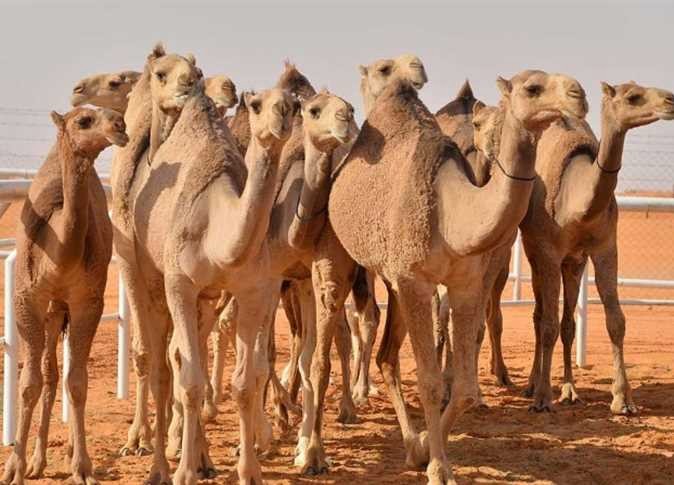 تربية الإبل