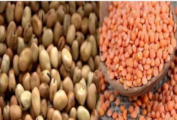 بقوليات