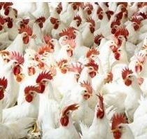أسعار الدواجن