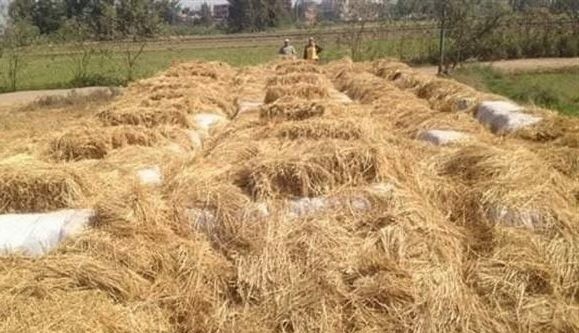 حصاد الأرز