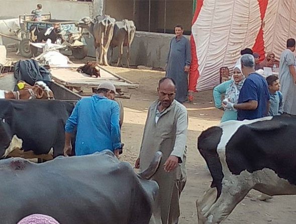 قوافل بيطرية