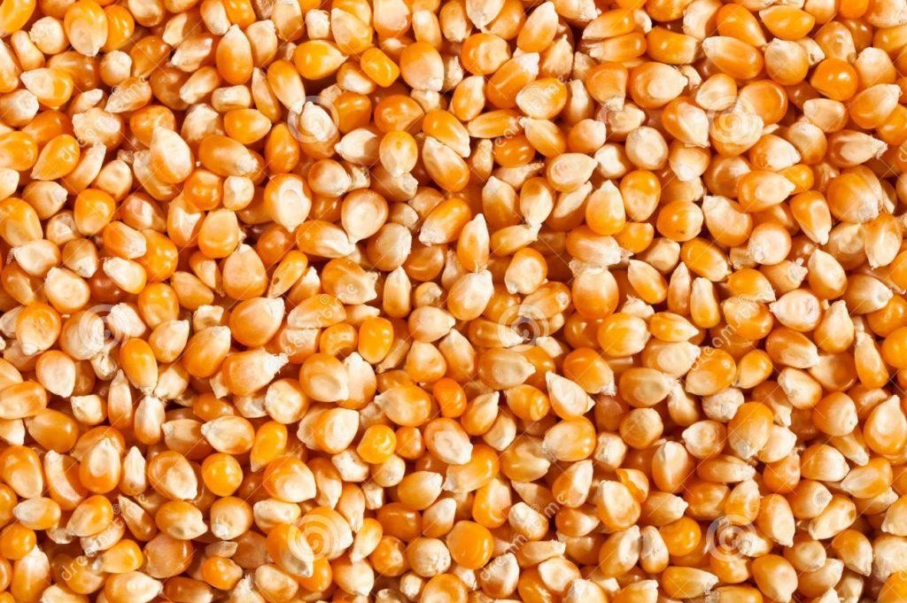 الذرة الصفراء