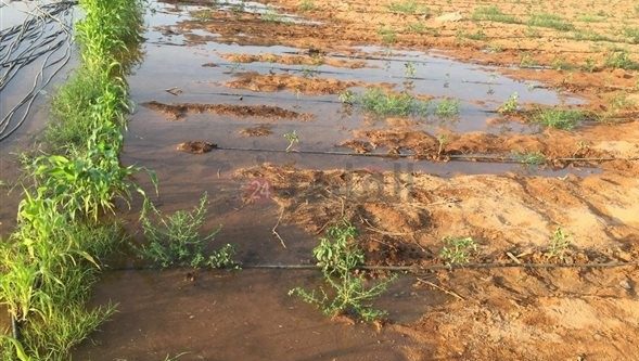 السيول تدمر المحاصيل بمطروح