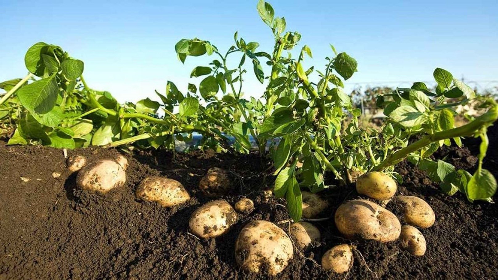 إنتاج البطاطس