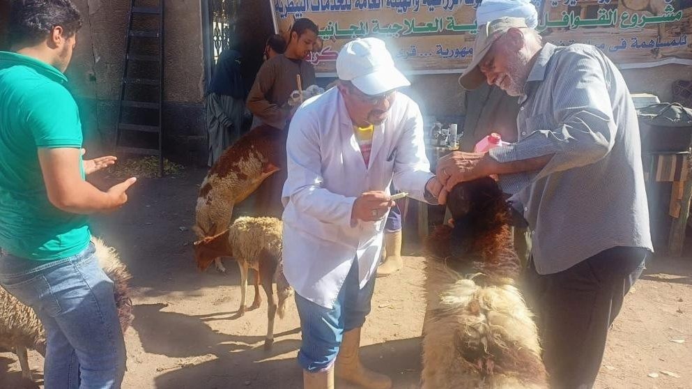 علاج الماشية بأسوان
