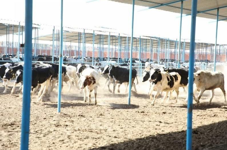 إطلاق مشروع احلم لتمويل رؤوس الماشية