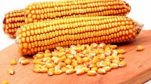 الذرة الصفراء