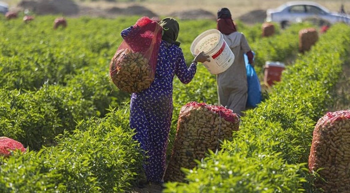 الزراعة