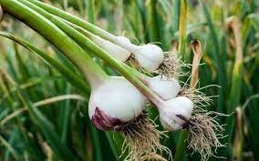 زراعة الثوم