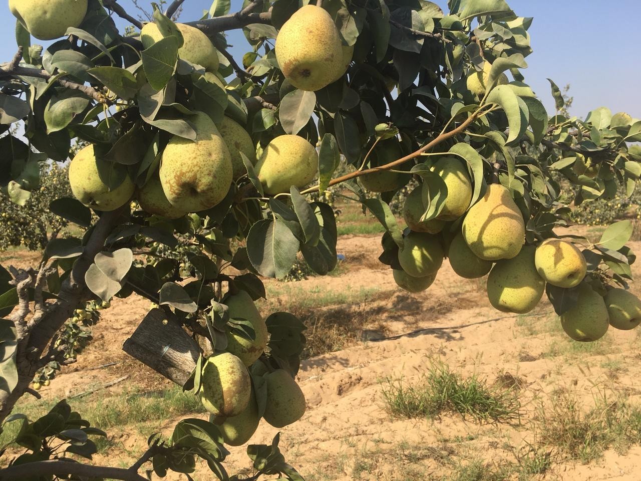 زراعة الكمثرى