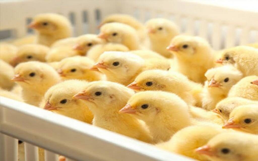 أسعار الكتاكيت