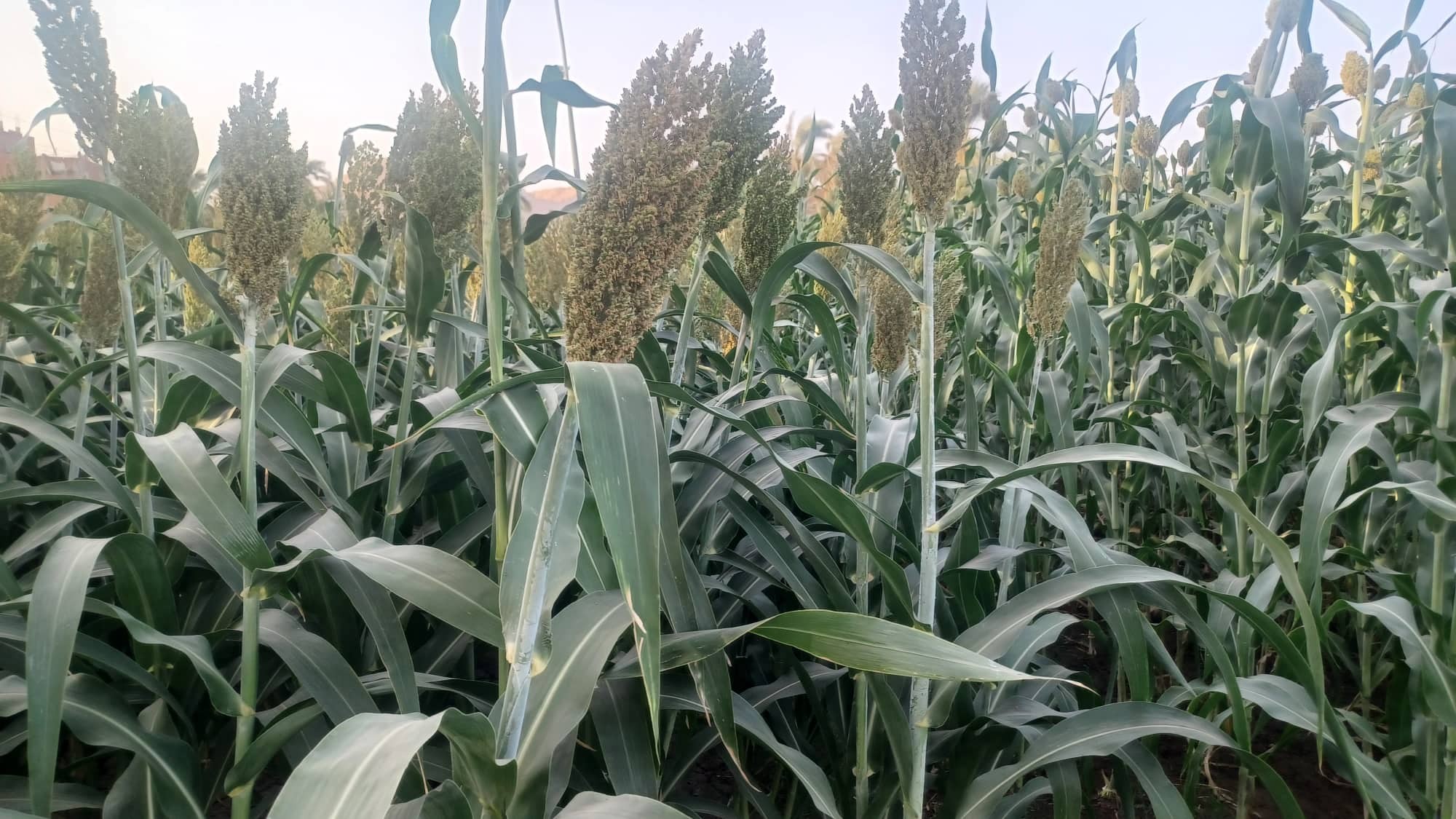 زراعة الذرة 