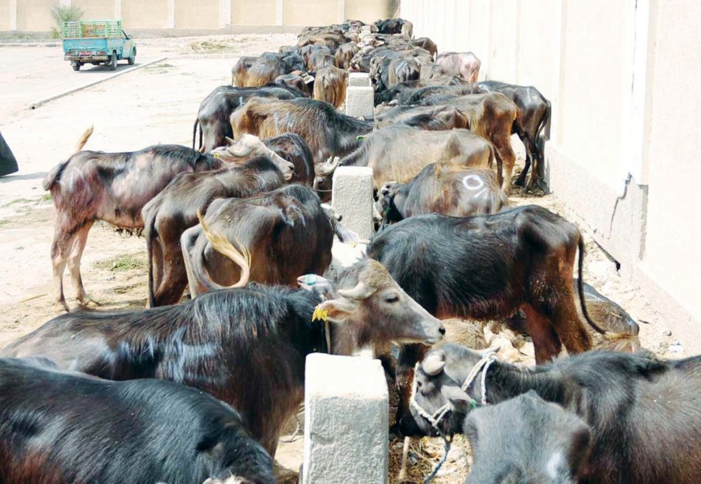الثروة الحيوانية