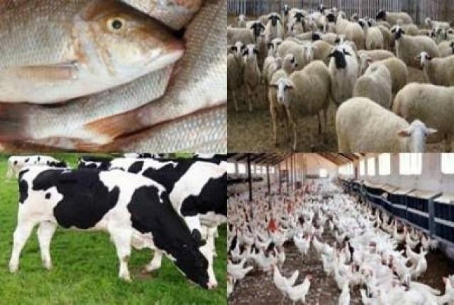 الثروة الحيوانية والسمكية والداجنة