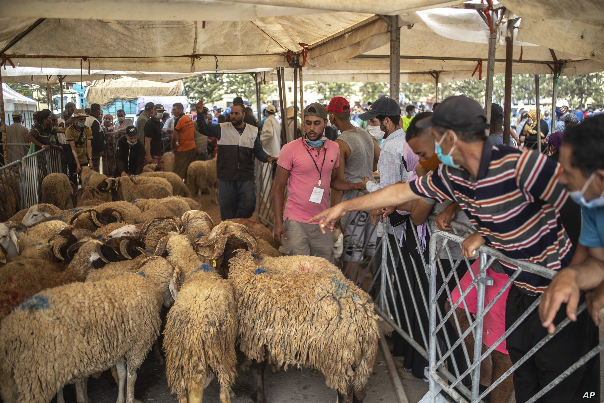 اضاحى العيد