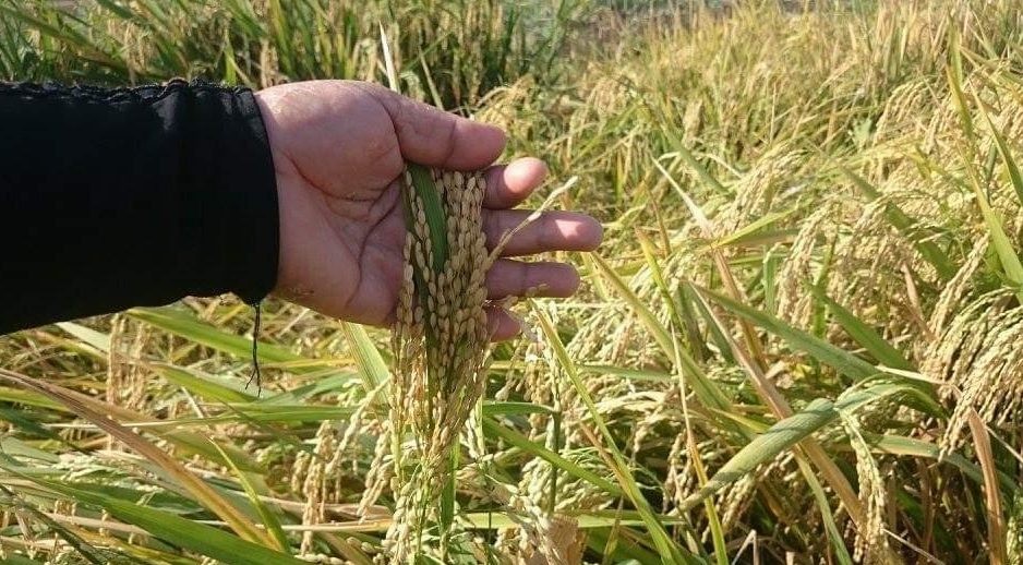 سعر الأرز