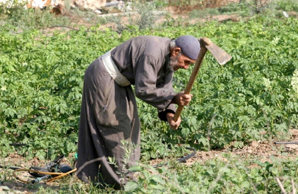 الأراضى الزراعية