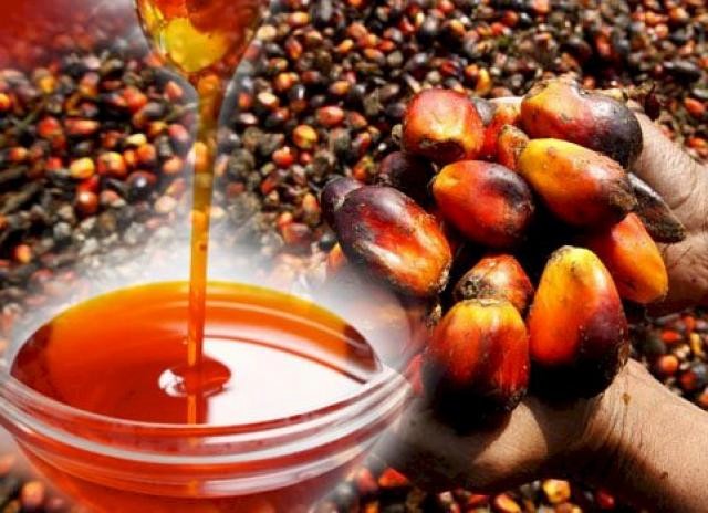 زيت النخيل