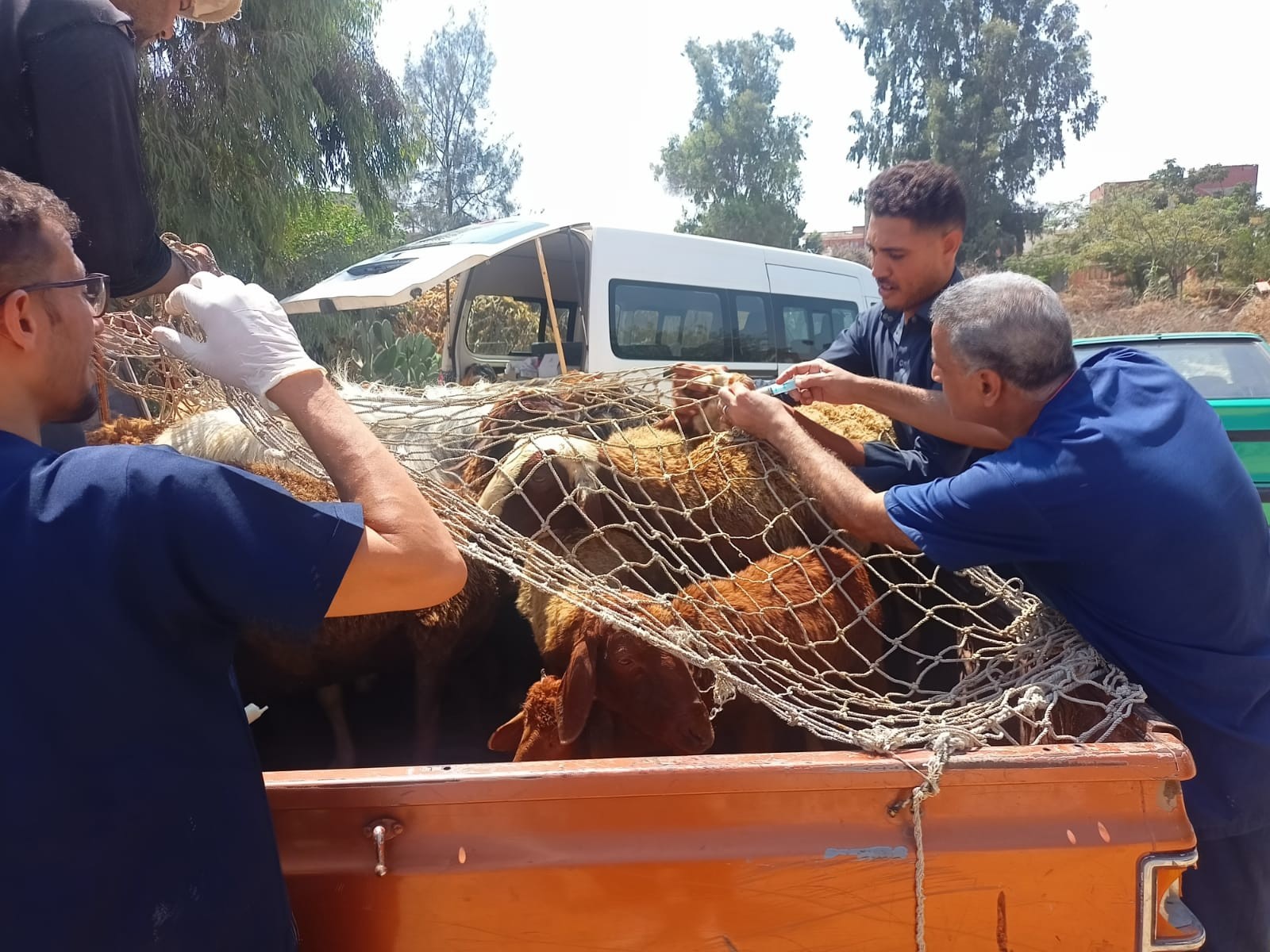 علاج الماشية بمحافظة البحيرة