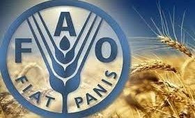 منظمة الأغذية والزراعة للأمم المتحدة (FAO)