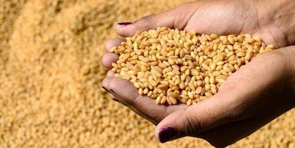 أسعار القمح