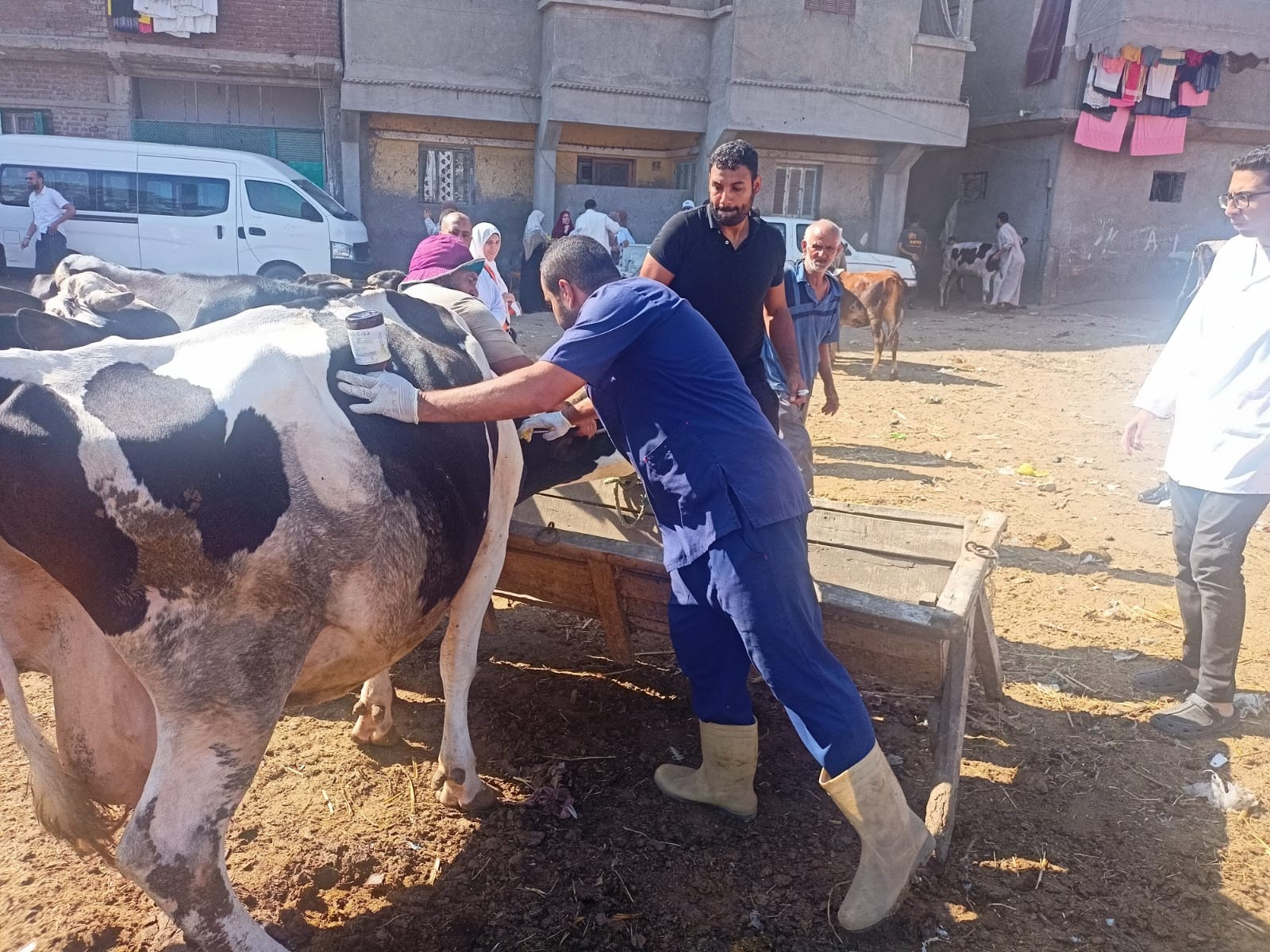 علاج الماشية
