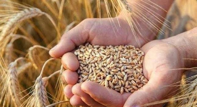 توريد القمح 