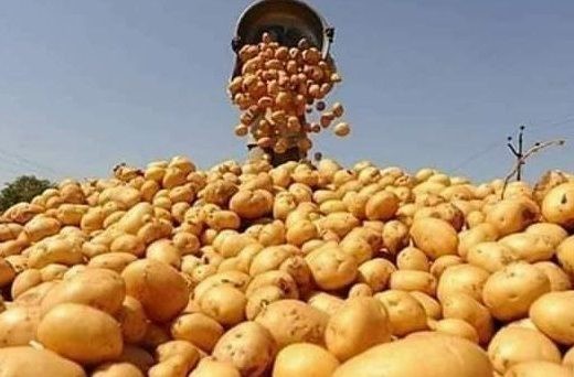  البطاطس