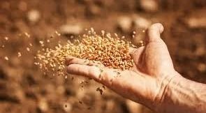 إنتاج البذور