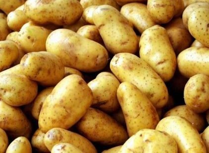 بطاطس